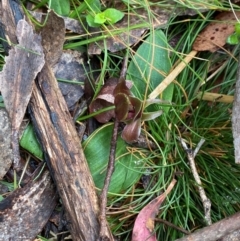 Chiloglottis valida at Tinderry Nature Reserve - suppressed