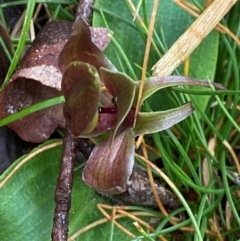 Chiloglottis valida at Tinderry Nature Reserve - suppressed