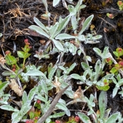 Argyrotegium mackayi (Silver Cudweed) at Tinderry Nature Reserve - 5 Nov 2023 by Tapirlord