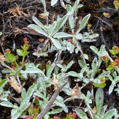 Argyrotegium mackayi (Silver Cudweed) at Tinderry Nature Reserve - 5 Nov 2023 by Tapirlord