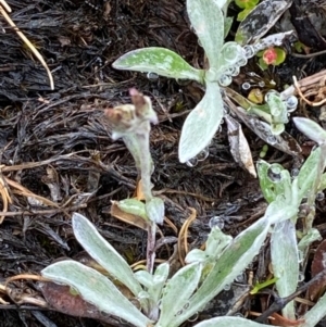 Argyrotegium mackayi at Tinderry Nature Reserve - 5 Nov 2023 11:33 AM