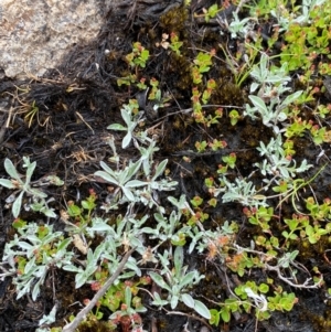 Argyrotegium mackayi at Tinderry Nature Reserve - 5 Nov 2023 11:33 AM