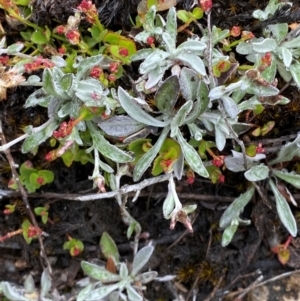 Argyrotegium mackayi at Tinderry Nature Reserve - 5 Nov 2023 11:33 AM