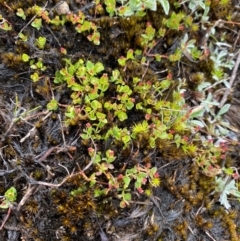 Gonocarpus micranthus subsp. micranthus (Creeping Raspwort) at Tinderry, NSW - 5 Nov 2023 by Tapirlord