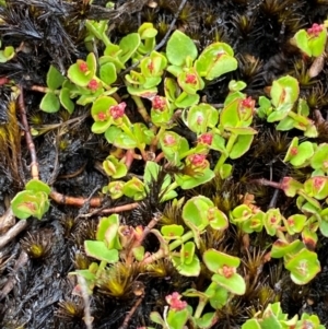 Gonocarpus micranthus subsp. micranthus at Tinderry Nature Reserve - 5 Nov 2023