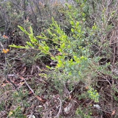 Leptospermum grandifolium (Woolly Teatree, Mountain Tea-tree) at Tinderry Nature Reserve - 5 Nov 2023 by Tapirlord