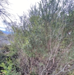 Leptospermum grandifolium at Tinderry Nature Reserve - 5 Nov 2023 11:26 AM