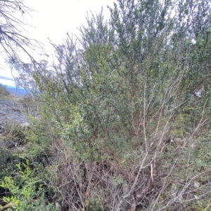 Leptospermum grandifolium at Tinderry Nature Reserve - 5 Nov 2023