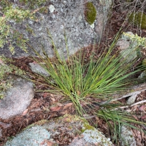 Gahnia subaequiglumis at Tinderry Nature Reserve - 5 Nov 2023 11:14 AM