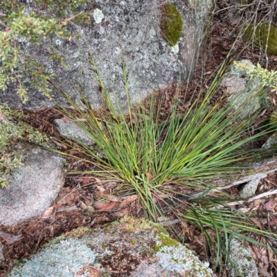 Gahnia subaequiglumis (Bog Saw-sedge) at Tinderry Nature Reserve - 5 Nov 2023 by Tapirlord