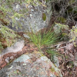 Gahnia subaequiglumis at Tinderry Nature Reserve - 5 Nov 2023 11:14 AM