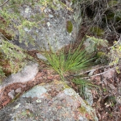 Gahnia subaequiglumis at Tinderry Nature Reserve - 5 Nov 2023