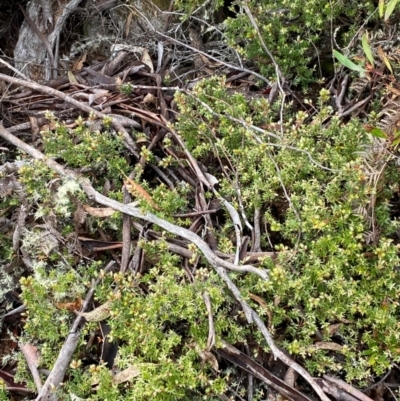 Acrotriche leucocarpa (Tall Acrotriche) at Tinderry, NSW - 5 Nov 2023 by Tapirlord