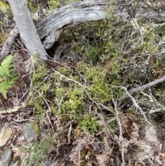 Acrotriche leucocarpa at Tinderry Nature Reserve - 5 Nov 2023 11:07 AM