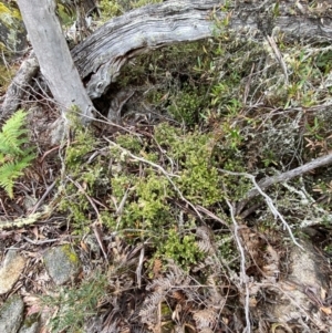 Acrotriche leucocarpa at Tinderry Nature Reserve - 5 Nov 2023 11:07 AM