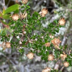 Olearia iodochroa at Tinderry Nature Reserve - 5 Nov 2023 11:07 AM