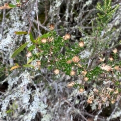 Olearia iodochroa at Tinderry Nature Reserve - 5 Nov 2023