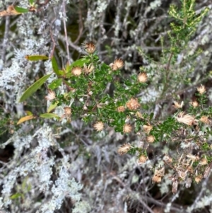 Olearia iodochroa at Tinderry Nature Reserve - 5 Nov 2023 11:07 AM