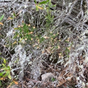 Olearia iodochroa at Tinderry Nature Reserve - 5 Nov 2023 11:07 AM