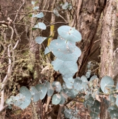 Eucalyptus perriniana (Spinning Gum) at Tinderry Nature Reserve - 4 Nov 2023 by Tapirlord