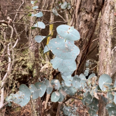 Eucalyptus perriniana (Spinning Gum) at Tinderry Nature Reserve - 4 Nov 2023 by Tapirlord