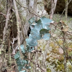 Eucalyptus perriniana at Tinderry Nature Reserve - 5 Nov 2023 10:57 AM