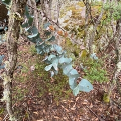 Eucalyptus perriniana at Tinderry Nature Reserve - 5 Nov 2023 10:57 AM