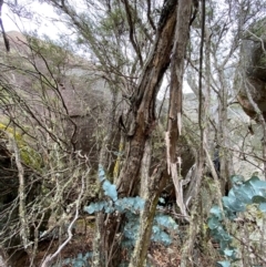 Eucalyptus perriniana at Tinderry Nature Reserve - 5 Nov 2023 10:57 AM