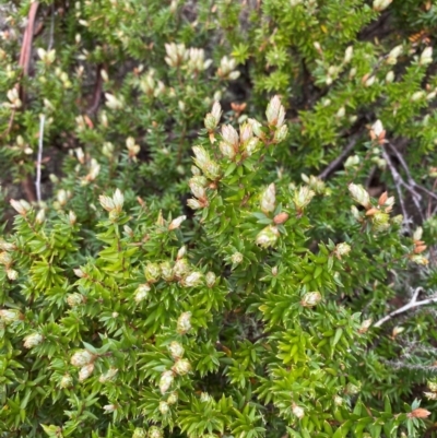 Acrotriche leucocarpa (Tall Acrotriche) at Tinderry, NSW - 4 Nov 2023 by Tapirlord