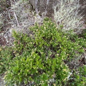 Acrotriche leucocarpa at Tinderry Nature Reserve - 5 Nov 2023 10:56 AM