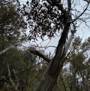 Eucalyptus perriniana at Tinderry Nature Reserve - 5 Nov 2023