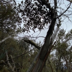 Eucalyptus perriniana (Spinning Gum) at Tinderry, NSW - 4 Nov 2023 by Tapirlord