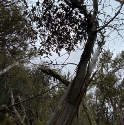 Eucalyptus perriniana (Spinning Gum) at Tinderry, NSW - 4 Nov 2023 by Tapirlord