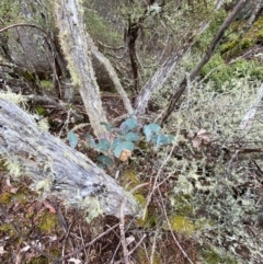 Eucalyptus perriniana at Tinderry Nature Reserve - 5 Nov 2023 10:56 AM