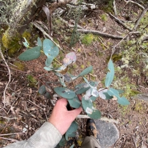 Eucalyptus perriniana at Tinderry Nature Reserve - 5 Nov 2023