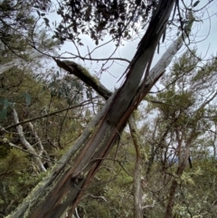 Eucalyptus perriniana at Tinderry Nature Reserve - 5 Nov 2023 10:56 AM