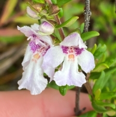 Prostanthera phylicifolia (Spiked Mint-bush) at Tinderry, NSW - 4 Nov 2023 by Tapirlord