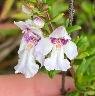 Prostanthera phylicifolia (Spiked Mint-bush) at Tinderry, NSW - 4 Nov 2023 by Tapirlord
