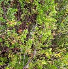 Prostanthera phylicifolia at Tinderry Nature Reserve - 5 Nov 2023 10:47 AM