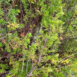 Prostanthera phylicifolia at Tinderry Nature Reserve - 5 Nov 2023