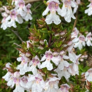 Prostanthera phylicifolia at Tinderry Nature Reserve - 5 Nov 2023 10:47 AM