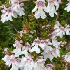 Prostanthera phylicifolia at Tinderry Nature Reserve - 5 Nov 2023