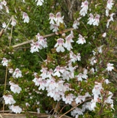 Prostanthera phylicifolia at Tinderry Nature Reserve - 5 Nov 2023 10:47 AM