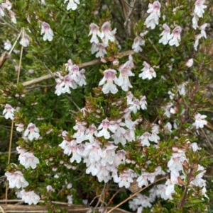 Prostanthera phylicifolia at Tinderry Nature Reserve - 5 Nov 2023 10:47 AM