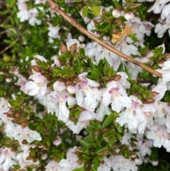 Prostanthera phylicifolia at Tinderry Nature Reserve - 5 Nov 2023