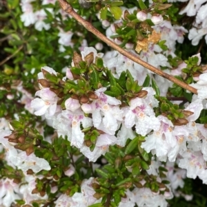 Prostanthera phylicifolia at Tinderry Nature Reserve - 5 Nov 2023