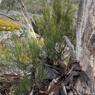 Exocarpos strictus (Dwarf Cherry) at Tinderry, NSW - 4 Nov 2023 by Tapirlord