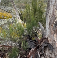 Exocarpos strictus (Dwarf Cherry) at Tinderry, NSW - 4 Nov 2023 by Tapirlord