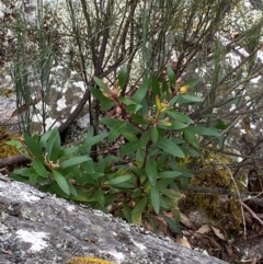 Persoonia silvatica (Forest Geebung) at Tinderry, NSW - 4 Nov 2023 by Tapirlord