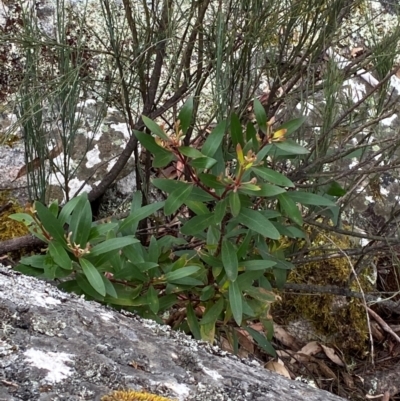 Persoonia silvatica (Forest Geebung) at Tinderry, NSW - 4 Nov 2023 by Tapirlord